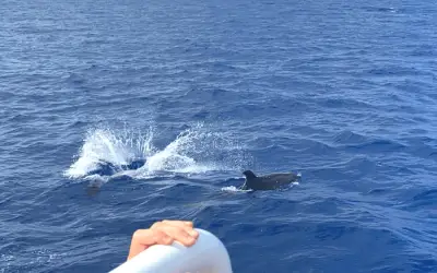 Dolphin Watching in Mallorca