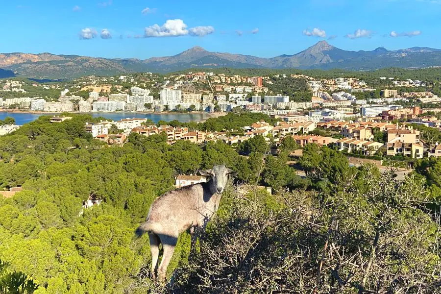 hiking around Santa Ponsa