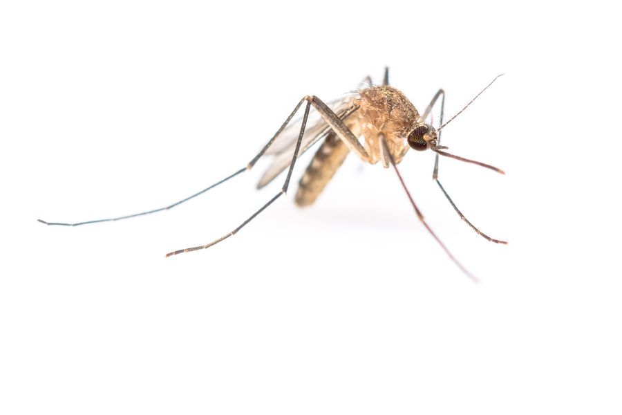Mosquitos in Mallorca