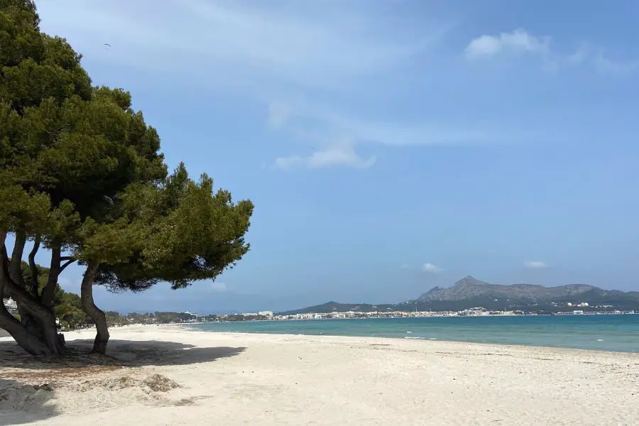 Alcudia Beach at Christmas