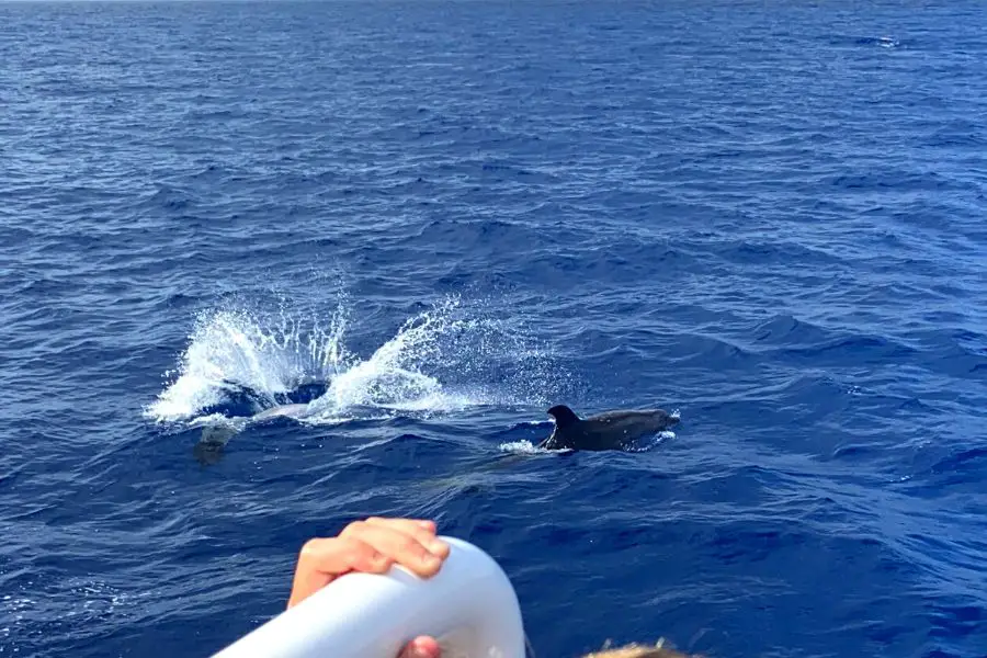 dolphin watching, Cala d'Or, Mallorca