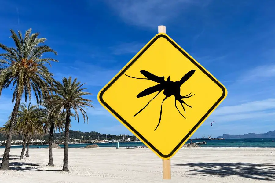 Alcudia's Mosquito Control Plan