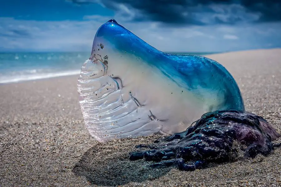 Purple Sail or Velella / Medusa Velero jellyfish