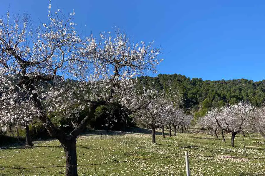 Almond Blossom in February in Mallorca